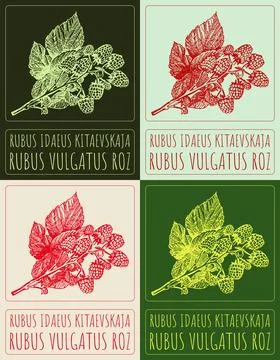 Set of vector drawing RUBUS IDAEUS KITAEVSKAJA in various colors. Hand drawn  Stockillustratie