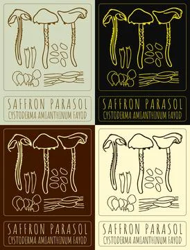 Set of vector drawing SAFFRON PARASOL in various colors. Hand drawn illustr.. Illustrazione stock