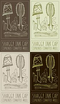 Set of vector drawing SHAGGY INK CAP in various colors. Hand drawn illustrati Illustrazione stock