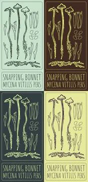 Set of vector drawing SNAPPING BONNET in various colors. Hand drawn illustrat Illustrazione stock