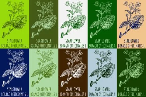 Set of vector drawing of STARFLOWER in various colors. Hand drawn illustrat.. Stock Illustration