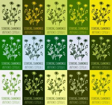 Set of vector drawing of STINKING CHAMOMILE in various colors. Hand drawn i.. Ilustración de archivo