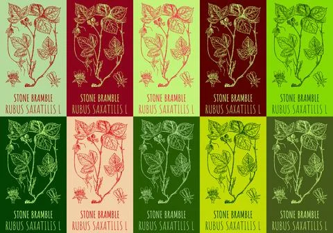 Set of vector drawing of STONE BRAMBLE in various colors. Hand drawn illust.. Stockillustratie