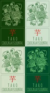 Set of vector drawing TARO in Chinese in various colors. Hand drawn illustr.. Stock Illustration