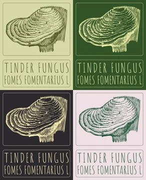 Set of vector drawing TINDER FUNGUS in various colors. Hand drawn illustratio Stock-Illustration