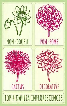 Set of vector drawing TOP 4 DAHLIA INFLORESCENCES in various colors. The La.. Stock Illustration