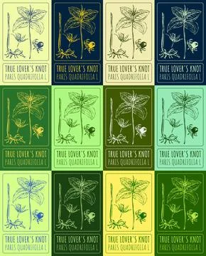 Set vector drawing of TRUE LOVER'S KNOT in various colors. Hand drawn illustr Stock Illustration