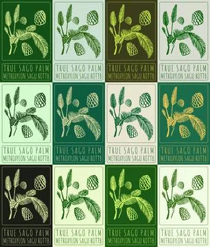 Set of vector drawing TRUE SAGO PALM in various colors. Hand drawn illustrati Stock Illustration
