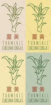 Set of vector drawing TURMERIC in Chinese in various colors. Hand drawn ill.. Illustrazione stock