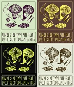 Set of vector drawing UMBER-BROWN PUFFBALL in various colors. Hand drawn il.. Stock Illustration
