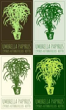 Set of vector drawing UMBRELLA PAPYRUS in Chinese in various colors. Hand dra Ilustración de archivo