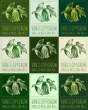 Set of vector drawing VANILLOPHORUM in various colors. Hand drawn illustratio Stock Illustration