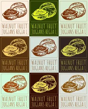 Set of vector drawing WALNUT FRUIT in various colors. Hand drawn illustrati.. Stock Illustration