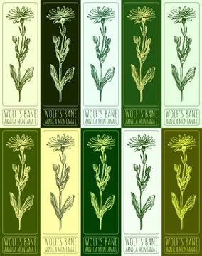 Set of vector drawing WOLF'S BANE in various colors. Hand drawn illustratio.. Stock Illustration
