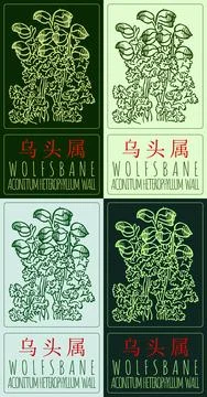 Set of vector drawing WOLFSBANE in Chinese in various colors. Hand drawn illu Stock Illustration
