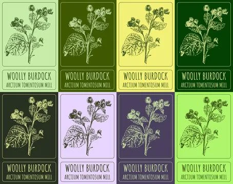 Set of vector drawing of WOOLLY BURDOCK in various colors. Hand drawn illustr Stock Illustration