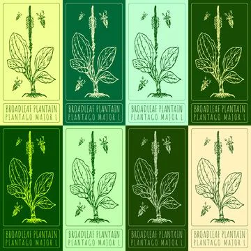 Set of vector drawings of BROADLEAF PLANTAIN in different colors. Hand drawn  Stock Illustration