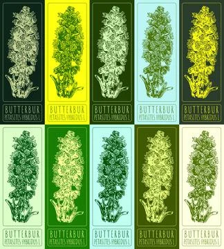 Set of vector drawings of BUTTERBUR in different colors. Hand drawn illustrat Stock Illustration