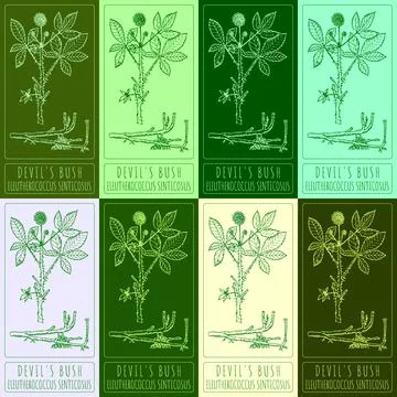 Set of vector drawings of DEVIL'S BUSH in different colors. Hand drawn illu.. Illustrazione stock