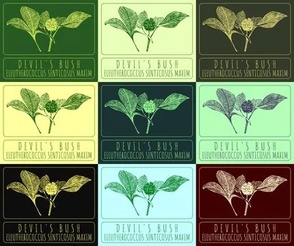 Set of vector drawings of DEVIL'S BUSH in different colors. Hand drawn illust Stock Illustration