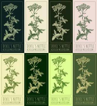 Set of vector drawings of DEVIL'S NETTLE in different colors. Hand drawn il.. 스톡 일러스트