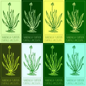 Set of vector drawings of NARROWLEAF PLANTAIN in different colors. Hand dra.. Stock Illustration