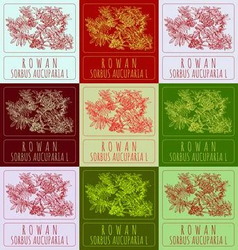 Set of vector drawings of ROWAN in different colors. Hand drawn illustration. Stock Illustration