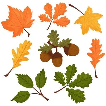 Set of vector elements in the autumn style. Leaves, acorns. For the design of 스톡 일러스트