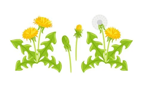 Set of vector elements featuring dandelions in various stages, including bl.. 스톡 일러스트