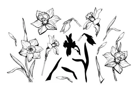 Set of vector elements of Flowers Narcissus, Daffodil isolated on white. Stock Illustration