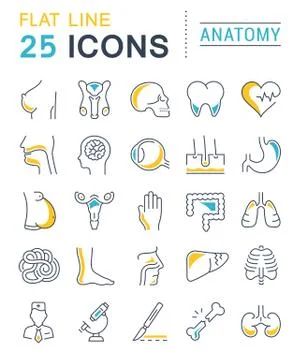 Set Vector Flat Line Icons Anatomy Free Stock Illustration