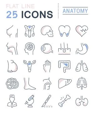 Set Vector Flat Line Icons Anatomy Free Stock Illustration
