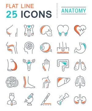 Set Vector Flat Line Icons Anatomy 無料イラスト素材