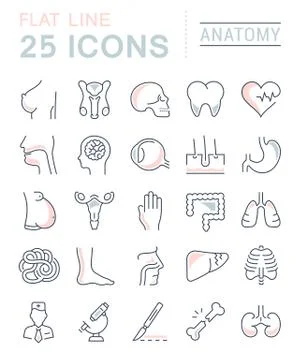 Set Vector Flat Line Icons Anatomy Free Stock Illustration