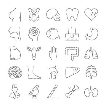 Set Vector Flat Line Icons Anatomy Stock Illustration