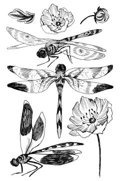 Set of vector floral elements with black and white hand drawn herbs, wildflowers Stock Illustration
