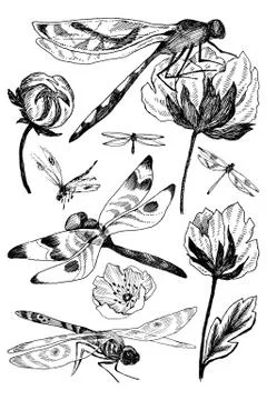 Set of vector floral elements with black and white hand drawn herbs, wildflowers Stock Illustration