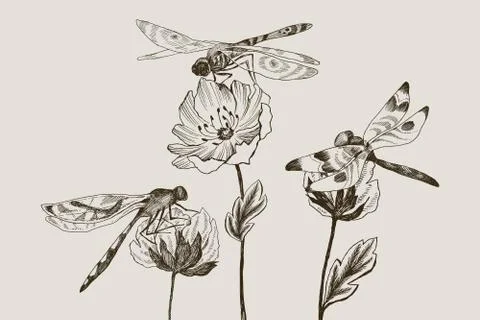 Set of vector flowers with black and white hand drawn dragonfly in sketch style Stock Illustration