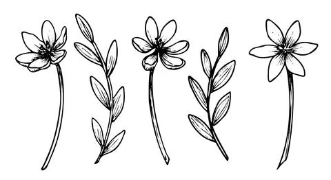 Set of Vector Flowers. Hand drawn illustrations of forest plants on isolated Stock Illustration
