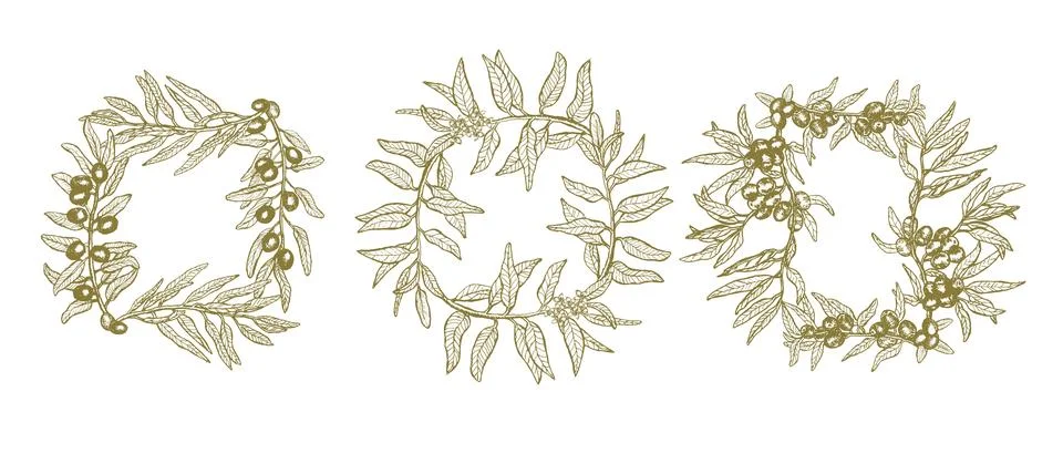 Set of vector frames with green olive branches, hand drawn rectangular border Illustrazione stock