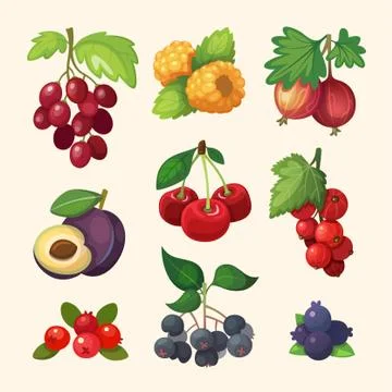 Set of vector fruit images Stock Illustration