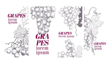 Set of vector grape illustrations. Can be use for background, design, invitation Illustrazione stock