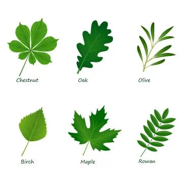 Set of vector green leaves on white background Stock Illustration