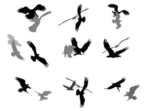 Set of vector group american eagles イラスト素材