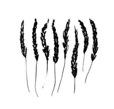 Set of vector hand drawing lavender stems. Stock Illustration
