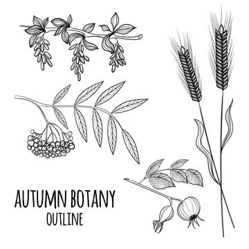 Set of vector hand drawn autumn elements. Illustrazione stock