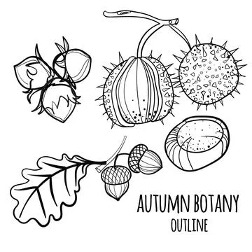 Set of vector hand drawn autumn elements. Stock Illustration