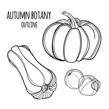 Set of vector hand drawn autumn elements. Illustrazione stock