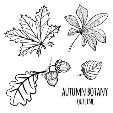 Set of vector hand drawn autumn elements. イラスト素材