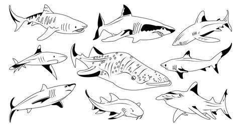 Set of vector hand drawn different sharks. Stock Illustration